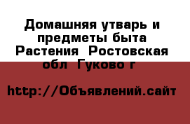 Домашняя утварь и предметы быта Растения. Ростовская обл.,Гуково г.